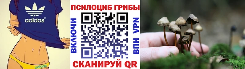 Псилоцибиновые грибы Cubensis  Купить закладки  Кинель 